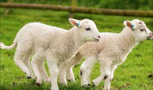 2020年属羊猪年运势，十二生肖中的羊与猪的运势