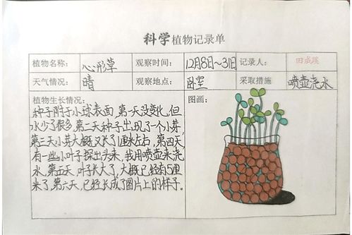 植物生长观察计划 植物生长观察设计方案 