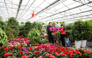 佛山陈村花卉买植物 佛山陈村花卉基地招工 