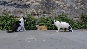 爱猫之城里的猫是什么猫 爱猫之城游戏攻略大全最新 