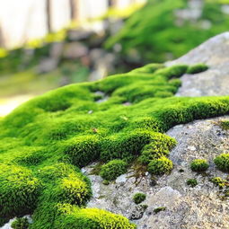 苔藓植物种类繁多，数量惊人 