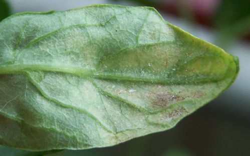 植物花卉患粘蚜虫病的防治 