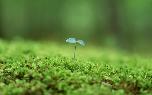 不需要阳光的植物图片，探索绿色奇迹的奥秘 