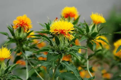 红贝娘植物图片及名称 