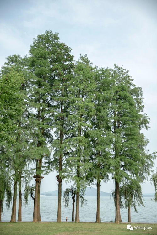 爬山虎是春天的植物吗 