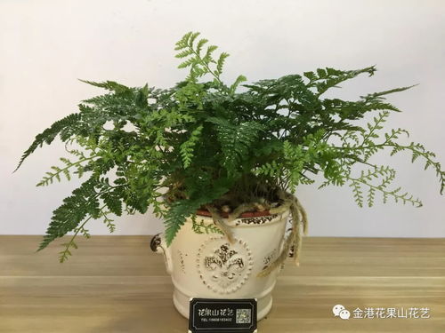 女生卧室能养狼尾蕨植物 