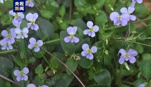 花奔植物起什么名字好听 