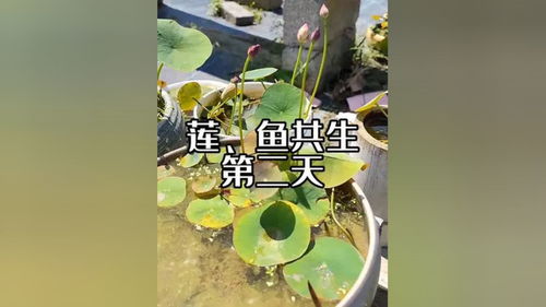 水养植物和鱼养两条的和谐共生 