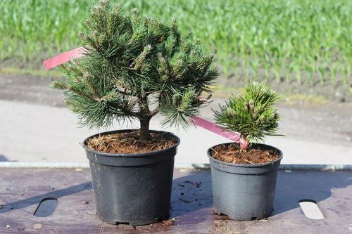 土盆养什么植物？适合土盆种植的植物图片及名称推荐 