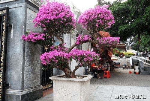 三角梅是长青植物吗 