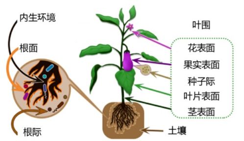 植物的生长发育需要什么 