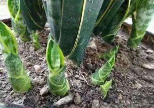 惊艳！多肉扁叶子开花的植物图片，美得让人窒息！ 