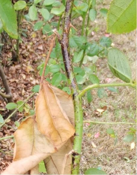 植物皮上的病虫害防治图 