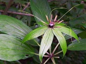 百合科植物名称和图片大集合 