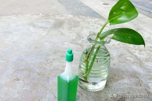 水培植物可以用什么做营养 