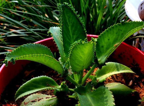 落地生根植物的奇妙作用 