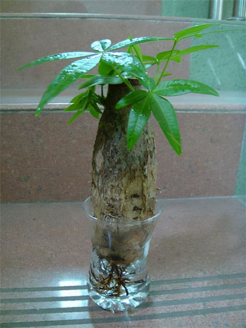 水养植物哪一种好 