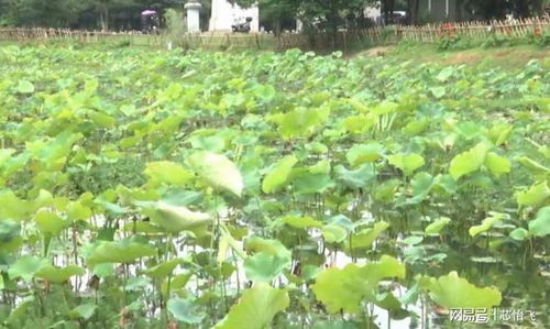 中山市横栏镇水生植物 