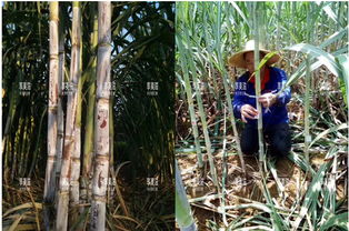 草本植物四季常青图片——永恒的绿色之美 