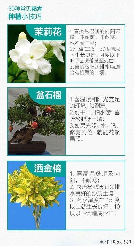 松柏等植物的花不明显的原因 