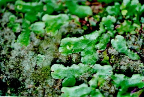 干苔藓植物是什么样的 