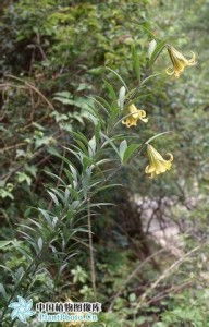 百合科植物花卉名称图片 