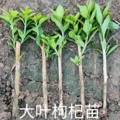 枸杞子的原植物是什么样子 