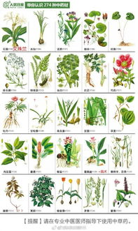 香彩雀植物的英文名字 