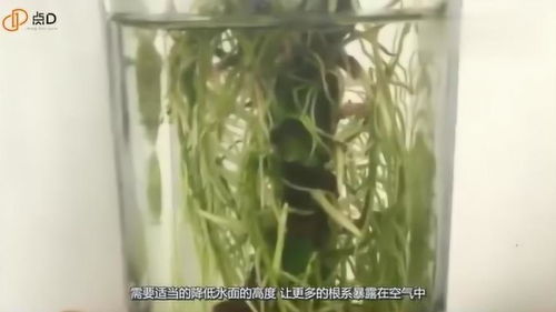 水培植物烂根会影响水质吗 