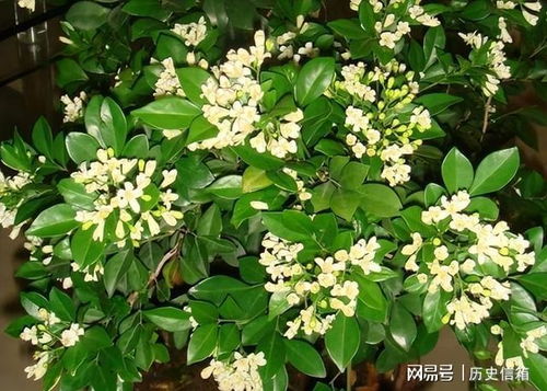 九里香是观叶类植物吗 