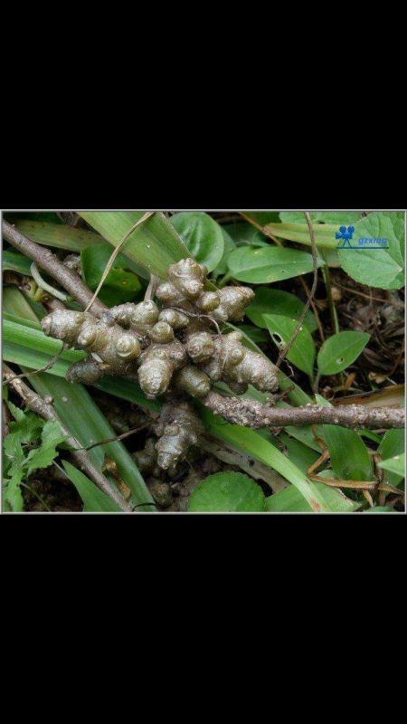 像姜一样的根茎植物图片 