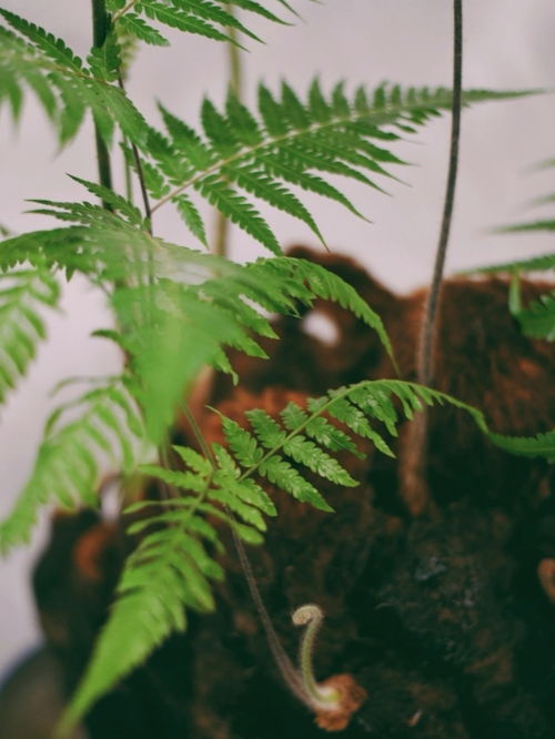 蕨类植物食用哪一部分 