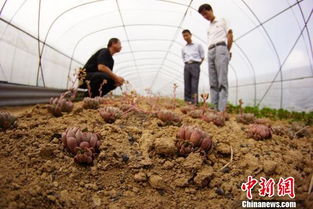 红宝石多肉图片，美丽与生命的完美结合 