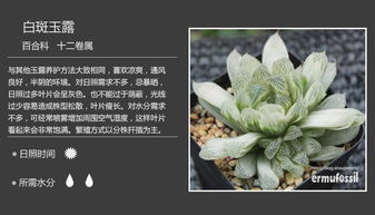 多肉植物名字图片大赏 