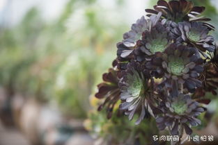 西昌多肉植物，探索美丽与生命的奇迹 