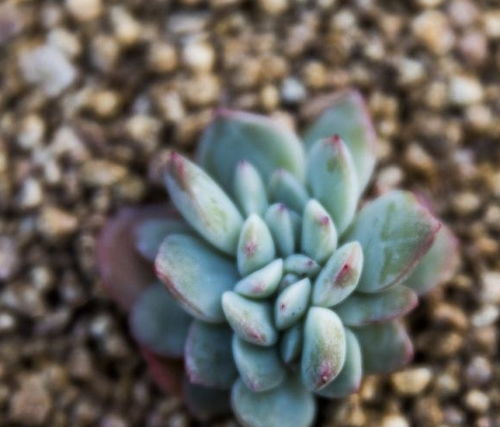 多肉植物侧芽生长的秘密 