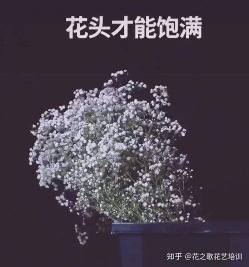 满天星多肉养殖技巧，如何养护满天星多肉植物 