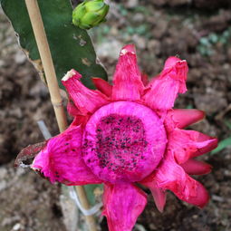 室內(nèi)果樹(shù)盆栽種植與收獲