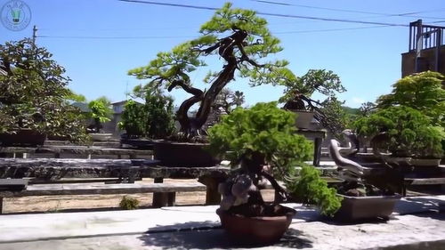 耒阳室内盆栽基地地址介绍