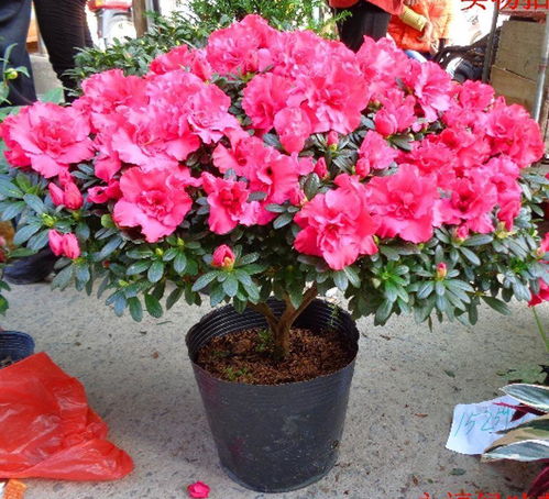 室內(nèi)植物手繪盆栽花