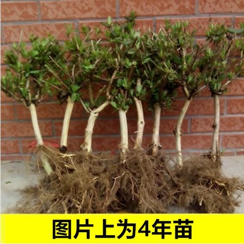 室内盆栽选择指南：推荐耐旱又耐寒的植物