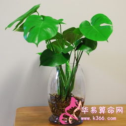 室內(nèi)水培薄荷，綠植盆栽的清新之選