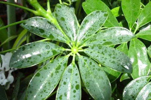 室內(nèi)陽臺種植推薦植物盆栽