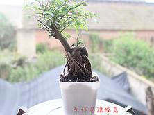 植物盆栽室內(nèi)擺設(shè)架子的優(yōu)勢與價值