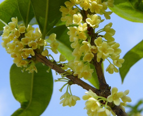 室内能盆栽桂花吗？图片分享与种植指南