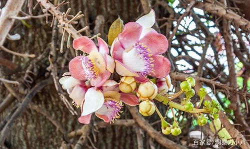 盆栽天堂，室内植物如何养得生机勃勃