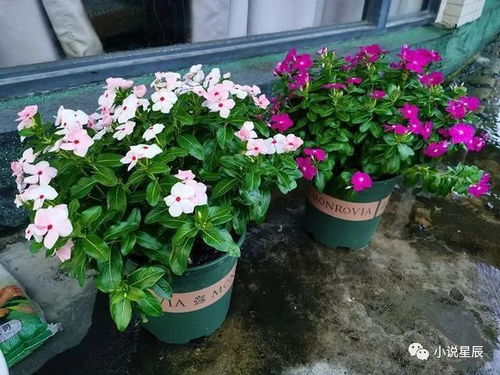 室内绿植开花盆栽的魅力与养护