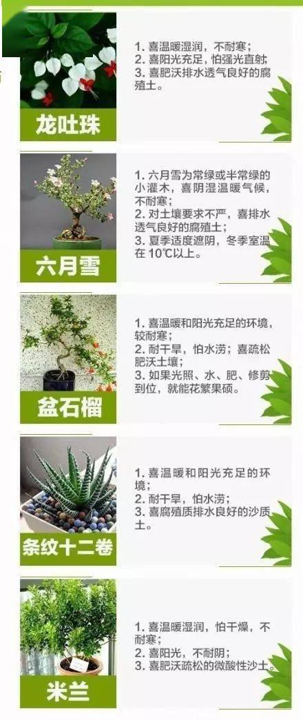 室内盆栽植物品种排名及养护指南