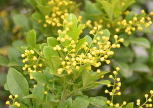 室内盆栽植物长期开花之秘