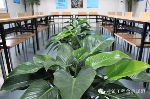 江阴盆栽水培植物，室内绿化的新选择